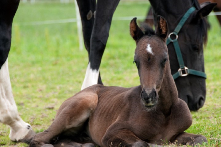 Føll som ligger i graset.