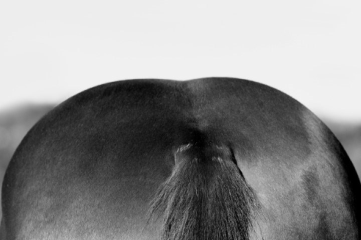 Hest bakfra som spiser grovfor