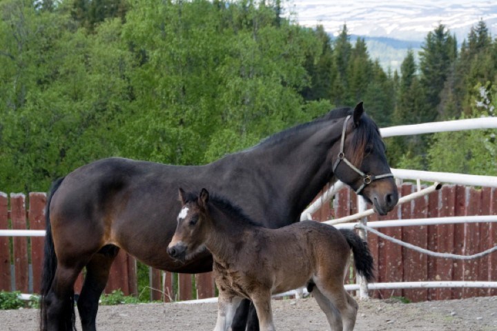 En svart hest med føll. Foto.