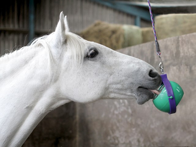 Hest med Likit hesteleke i stallen