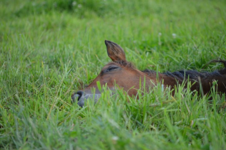Forberedelser til beiteslipp for hesten