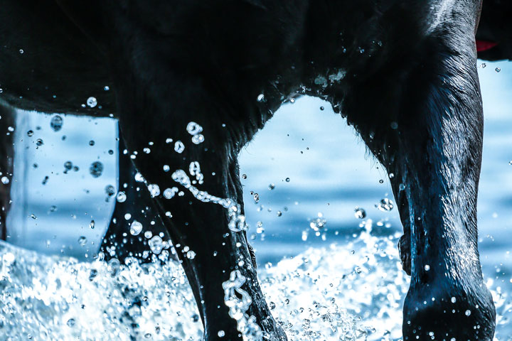 Hestens saltbehov og væskebalanse
