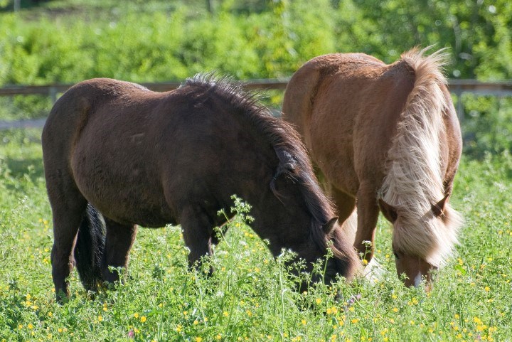 To hester som beiter. Foto.