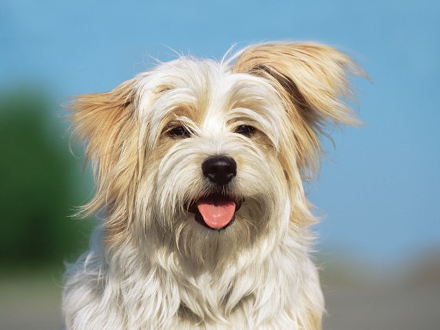 Portrett av en søt hund forfra