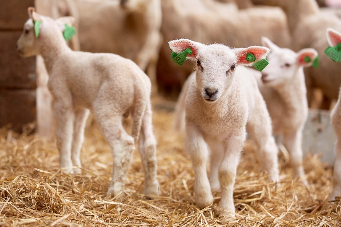 Klar for lammesesongen