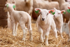 Klar for lammesesongen