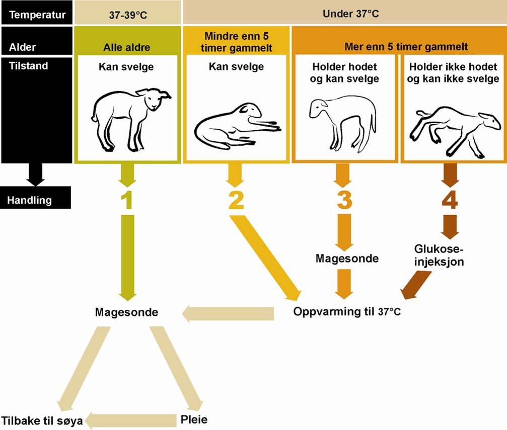 Nedkj&oslash;te lam illustrasjon.jpg