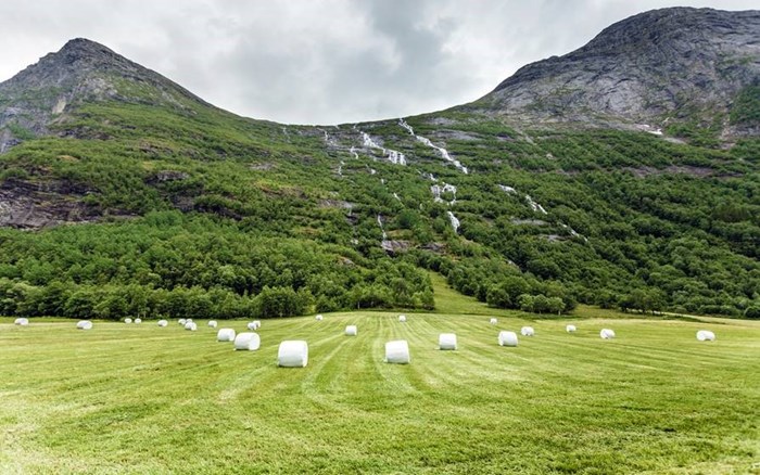 Grovfôr, eng- og beitedyrking