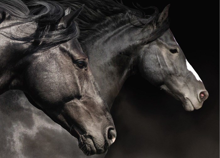 Alt du behøver å vite om fôring av hest!