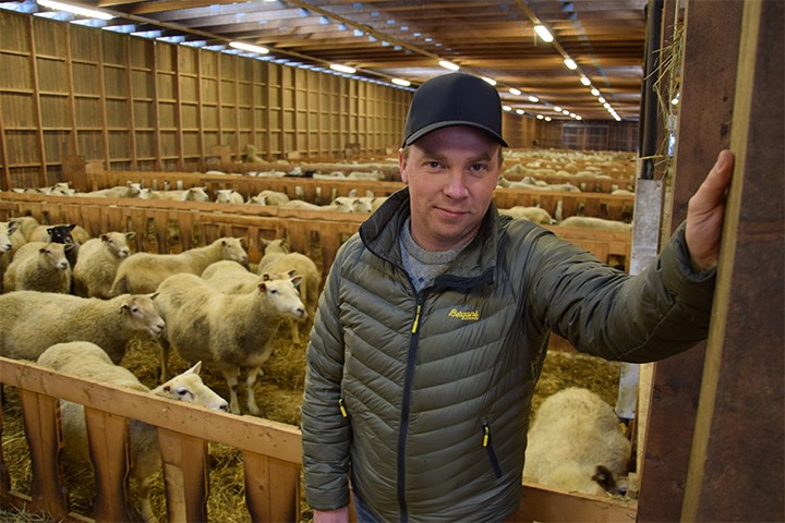 Avbildet: Sauebonde Tor Håkon i fjøset.