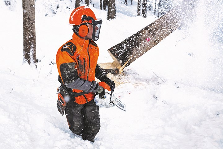 Mann med verneutstyr og motorsag som feller tre i snøen