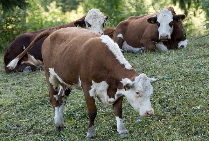 Husk mineraler til husdyra på beite