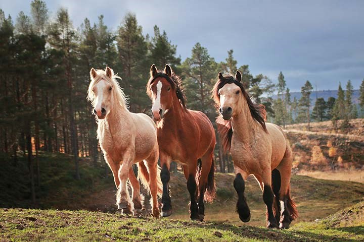 Tre brune hester på gress