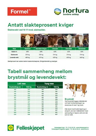 Antatt slakteprosent kviger