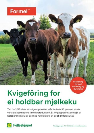 Kvigefôring for ei holdbar mjølkeku