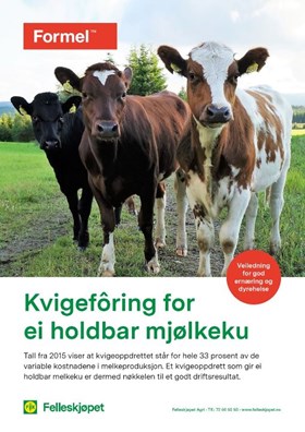 Kvigefôring for ei holdbar mjølkeku