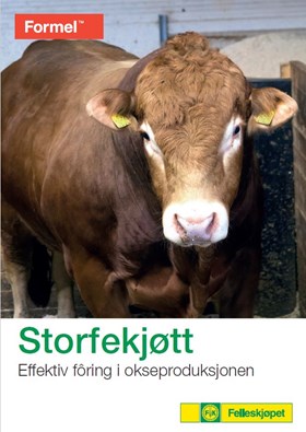Storfekjøtt - Effektiv fôring i okseproduksjon