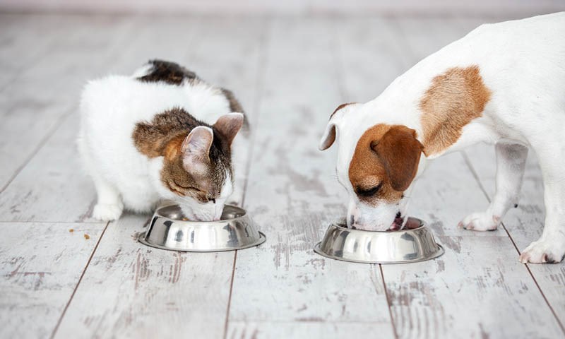 Hund og katt som spiser