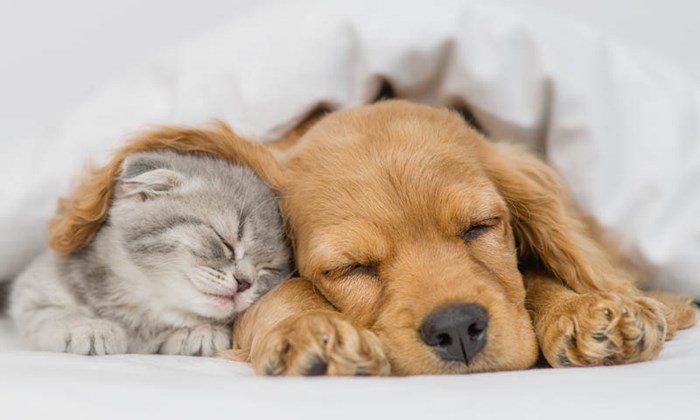 For deg som er oppdretter